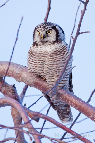 IMG_0096c.jpg - Northern Hawk-Owl (Surnia ulula)